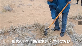 【母親河畔的中國】治理沙害，這個小格子起了大作用！